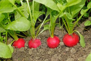 Several radishes mature plants growing in soil
