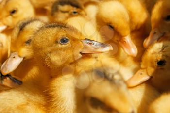 Portrait of small domestic duckling against the background of the flock