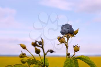 Bluish blackberries berries on the background field and sky