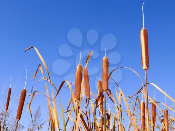 Reedmace narrow-leaved tops. Latin name: Typha angustifolia. Background of blue sky. Mid-autumn 