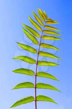 Pinnately compound leaves of Staghorn sumac tree on the background of a blue sky. Latin name: Rhus typhina