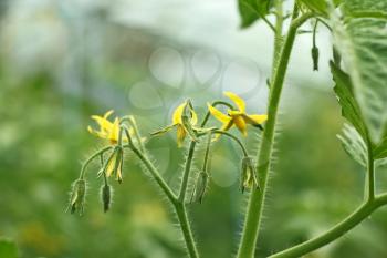 Flowering tomatoes in the greenhouse close up