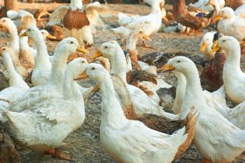 Group of adult domestic ducks in the poultry yard