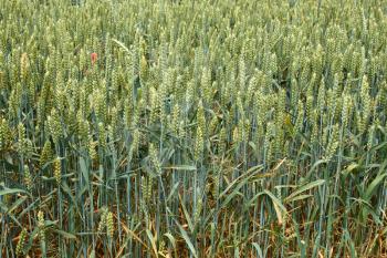 Green ears of wheat on the field in ripening period in summertime