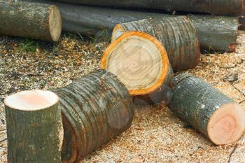Heap cutting logs of firewood close up