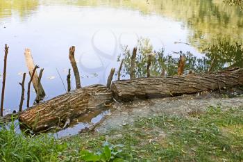 Old wooden log lies on the pond side