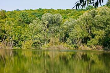 Trees reflected on surface of forest lake in quiet summer weather