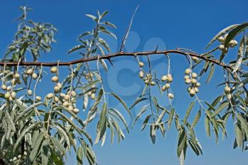 Branch of wild olive trees with fruits on the background of blue sky in fine sunny day