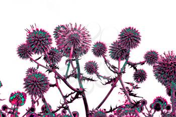 Spherical thistle flowers (Echinops ritro) on the black background. Toned herbal texture in bright colors