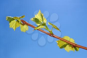 Young leaves of grapes on a background of blue sky in spring season