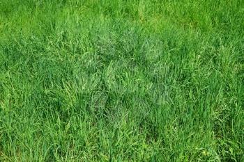 Meadow with motley young green grass as herbal texture