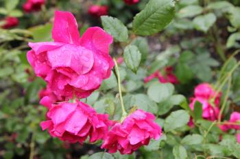 Beautiful pink rose flowers in garden 7786