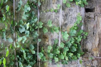 Green ivy and stone wall in garden 7868