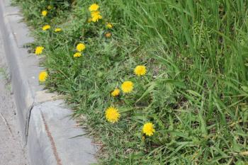 Dandelion flower at the curb in spring 19757