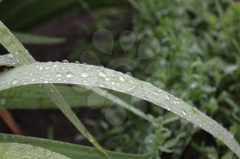 Dew drops on green leaves of iris 20034