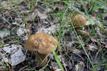 Two porcini mushrooms in summer forest 20102