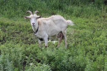 Tethered goat grazing in the summer meadow 20190