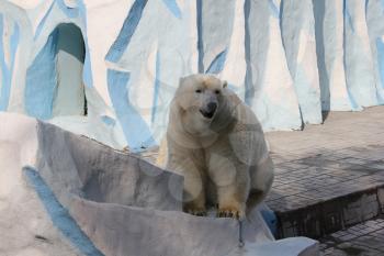 White polar bear in Zoo 18669