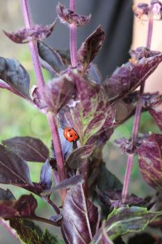 Ladybug on the leaf of basil macro photo 8208