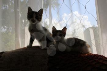 Two kittens sitting on the back of the sofa 8294
