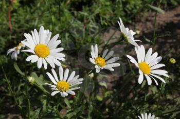 Background of white flowers chamomile in garden 8180