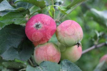 Red ripe apples on a branch 20521