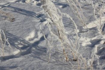 Snow-covered and frozen grass in the field 30383