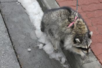 Domestic raccoon for a walk in the winter park 30458