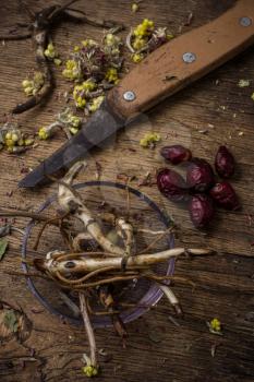  root of healing herbs and rose hips in the rural style.Selective focus