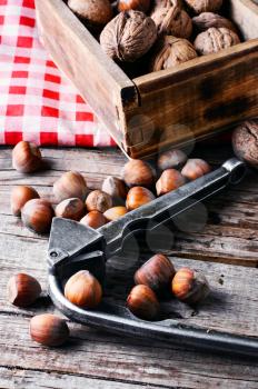 Autumn harvest walnuts and hazelnuts on wooden background