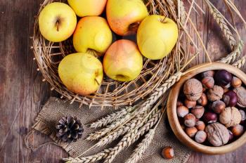 Basket of apples autumn harvest,nuts, and corn