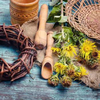 Healing stems with flowers of inula folk medicine and quackery