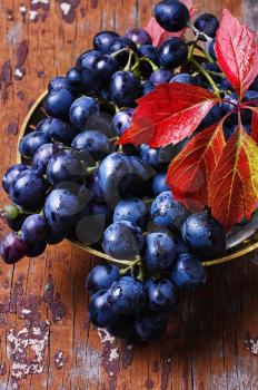 Stylish dish cluster ripe autumn grapes on the table