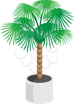 Vector palm tree on the white background