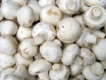 A pile of beautiful champignons on a counter