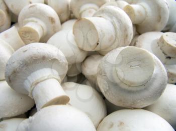Agricultural background, a pile of beautiful mushroom