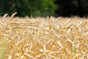 Wheat field on forest background. Golden agriculture cereal harvest growing in nature. Raw food plant