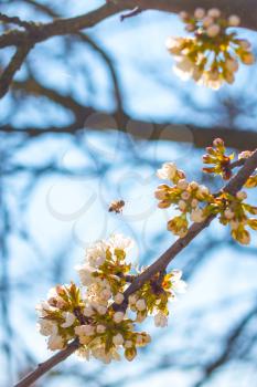 Bee pollinates blossom and blue sky background. Blooming beautiful white flowers