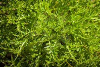 Arugula grows in sun rays garden. Organic green food background. Natural vegetable meal plant