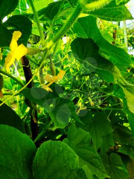 Gherkins cucumbers growing. Agriculture vegetable backdrop