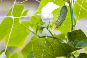 Cucumber gherkins grow in garden. Agriculture vegetable backdrop. Green cuke harvest
