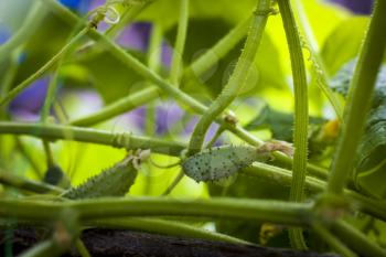 Cucumbers growing in garden. Agriculture vegetable backdrop. Green cuke harvest