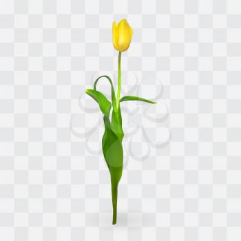 Beautiful tulips on transparent background. Vector Illustration. EPS10