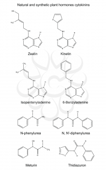 Structural chemical formulas of natural and synthetic plant hormones cytokinins, 2D Illustration, vector, isolated on white