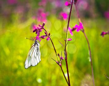 A butterfly sits on a sunny day in summer