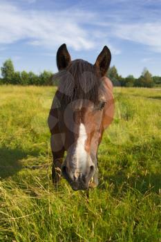 A horse grazes on a meadow in sunny day, outdoors shot