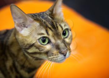 Bengal short-haired domestic cat closeup portrait