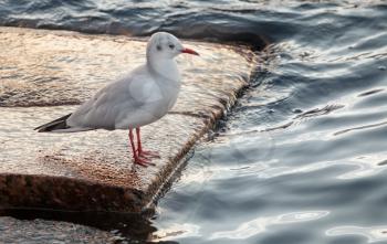 Seagull sitting on granite stones of river coast in the city