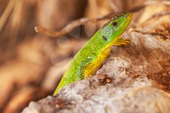 Green lizard sit on red dry stones
