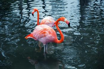 Two pink flamingos standing in the water with reflections. Vintage stylized photo with colorful tonal correction filter like instagram